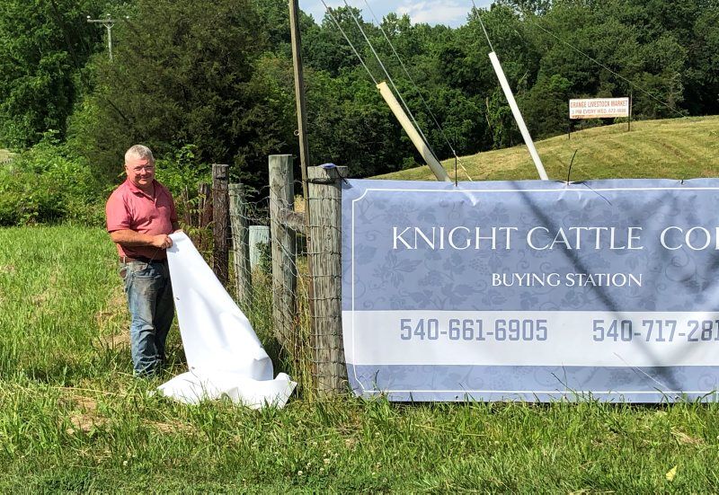 AUC-knight-cattle1.jpg